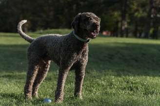 Dóceis, atentos e muito ligados ao tutor, os cães da raça lagotto romagnolo são fáceis de treinar e costumam responder bem aos comandos