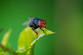 Arta Pic/Shutterstock