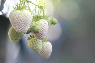 Morango branco produzido em Atibaia