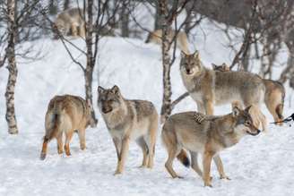 Ao longo da evolução, a necessidade de sobreviver fez com que muitos animais aperfeiçoassem as habilidades de caça