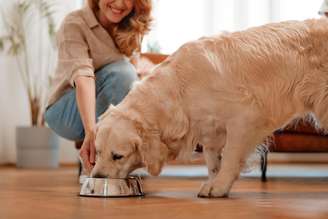 A frequência das refeições dos pets varia conforme idade, rotina e comportamento, mas dividir a alimentação ao longo do dia é essencial para a saúde