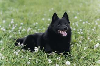 O schipperke é reconhecido por seu comportamento ativo e vigilante