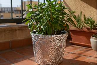 Planta