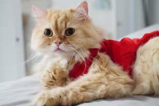 Características únicas e marcantes dos personagens de Turma da Mônica inspiram nomes para gatos