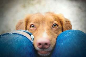 A visão canina é bastante diferente da humana em diversos aspectos