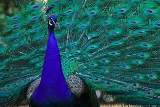 O pavão é conhecido pela plumagem exuberante e colorida, com tons de azul, verde, dourado e branco. Essa ave chama atenção pela beleza e frequentemente aparece como inspiração em obras artísticas.
