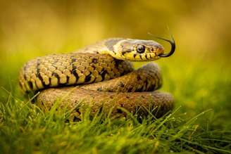 Veja o que significa sonhar com cobra