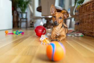 Os cachorros precisam de estímulos constantes para preservar o bem-estar físico e mental