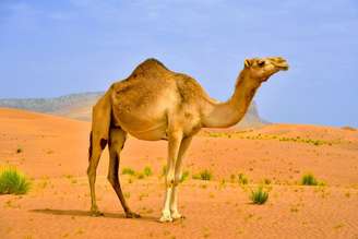 Os camelos são animais extremamente adaptados e inteligentes
