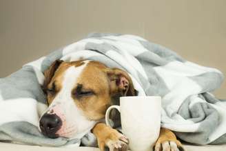 A gripe é uma doença que também pode afetar os cachorros