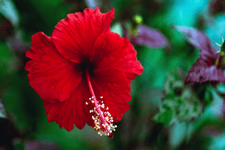 Pequenos rituais com hibisco ajudam a fortalecer o autocuidado