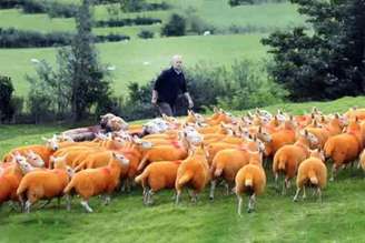 No coração de Cumbria, um fazendeiro decidiu transformar o seu rebanho em um espetáculo visual ao tingir 800 ovelhas com laranja neon. A medida, que nasceu como resposta prática contra furtos recorrentes, ganhou repercussão nacional e internacional, pois além de proteger os animais, mudou a paisagem rural e atraiu visitantes curiosos.