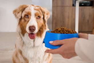 Mudanças na rotina e no ambiente podem afetar o apetite dos cachorros