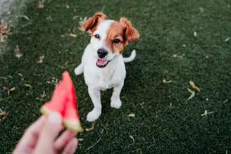 Veja quais frutas você pode dar ao seu cachorro e quais são proibidas