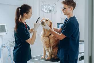 A oftalmologia veterinária tem ganhado destaque entre os cuidados com a saúde dos pets