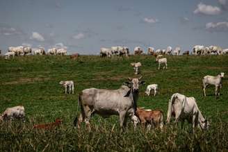Gobierno brasileño admite que productores de carne usan sustancia prohibida por la UE