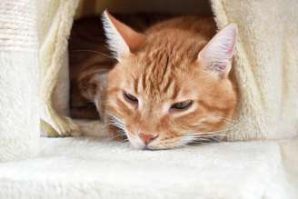 Saiba sobre os cuidados com os gatos no frio