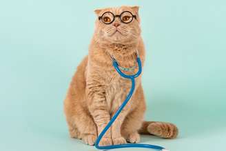 A série "Grey's Anatomy" pode servir de inspiração para nomes de gatos