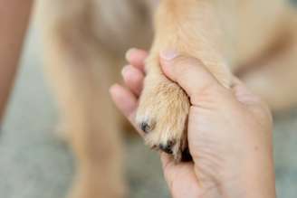 Comportamentos associados à morte foram observados em animais não humanos, e embora não provem que uma compreensão da morte semelhante à humana seja universal no reino animal, fica claro que diferentes espécies têm a capacidade de consciência do mundo ao seu redor. PBXStudio/Shutterstock