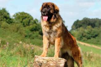 O leonberger é um cachorro confiante, obediente, equilibrado e especialmente amigável com crianças