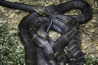 Cobra-do-mar-pelágio é bem venenosa