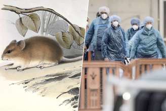 Imagens | Bell, Thomas; Darwin, Charles; Gould, Elizabeth; Gould, John; Owen, Richard; Waterhouse, G. R./Alina Rakhimova |
