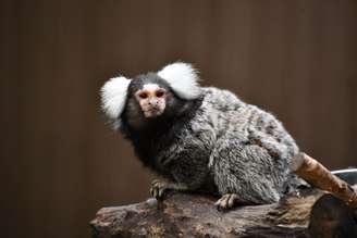 Inteligente, curioso e sociável, o sagui desempenha um papel importante na natureza