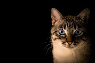 Gato com olhos azuis