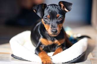 O pinscher e o chihuahua são cachorros de raças diferentes