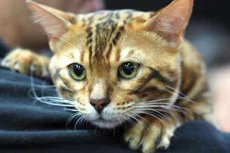 Personagens marcantes, carismáticos e cheios de personalidade de “O Rei Leão” inspiram nomes para felinos