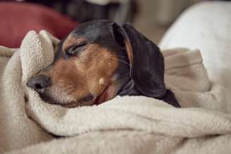 Inverno: veja como proteger seu cachorro das baixas temperaturas