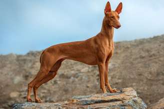 Características físicas e temperamento do pharaoh hound conquistam tutores