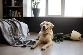 Deixar o cachorro sozinho por muitas horas pode fazer mal; entenda