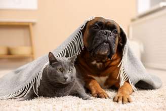 Os pets costumam sentir mais dores nas articulações em dias frios