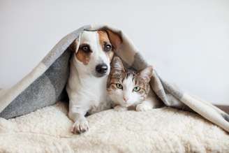 Veja como proteger seu pet no frio
