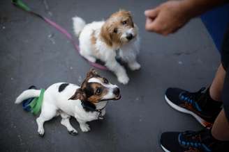 Acorrentamento passa ser considerado como restrição da liberdade do animal.