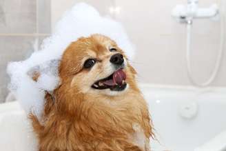 Como dar banho em cachorro em casa: guia prático para economizar sem errar nos cuidados