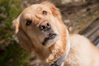 7 sinais de que seu cachorro está pedindo mais atenção (e como ajudá-lo)