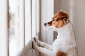 Ansiedade em cachorro: como identificar os sintomas e ajudar seu pet