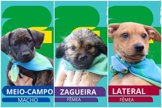 Pets ganham álbum no estilo Copa do Mundo para encontrar uma família