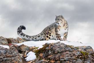 Discreto e silencioso, o leopardo-das-neves é raramente é visto na natureza