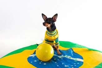 Casos de ansiedade e medo em cães tendem a aumentar durante períodos como a Copa do Mundo