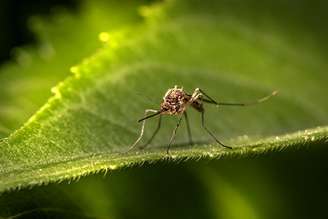 Mosquito da dengue