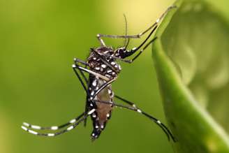 O Google solicitou permissão para liberar 32 milhões de mosquitos infectados. Eles vêm fazendo isso há anos, mesmo que você não tenha percebido.