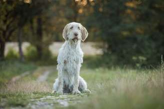 O spinone italiano tem um comportamento equilibrado e forte ligação com a família