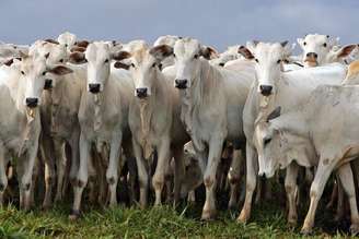 Carne bovina brasileira não poderá entrar nos países da União Europeia a partir de setembro