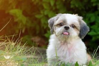 Entenda quais fatores influenciam a longevidade da raça Shih Tzu