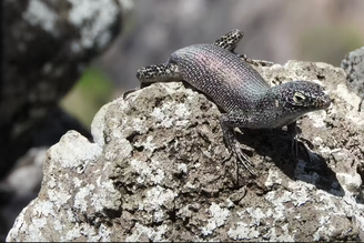 A pequena Mabuia-de-Noronha (_Trachylepis atlantica_) é um lagarto originário da África que evoluiu em Fernando de Noronha, ao longo de milhões de anos. Por seu isolamento, o arquipélago funciona um laboratório natural de evolução, e desperta grande interesse científico.