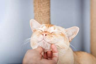 Algumas atitudes simples no dia a dia podem fazer toda a diferença para fortalecer a relação com o gato
