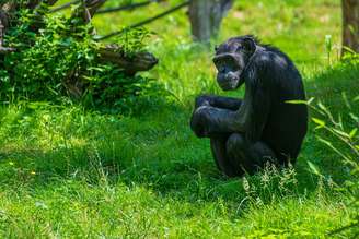 Um chimpanzé no Zoológico de Leipzig, onde inúmeras pesquisas foram realizadas desde 2004: projeto reúne 262 conjuntos de dados experimentais provenientes de 150 publicações científicas para ajudar a dar uma compreensão mais ampla da cognição e comportamento destes animais. Marco Warm/Shutterstock